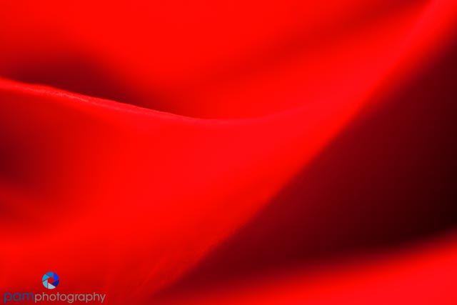 How to Photograph a&nbsp;Flower