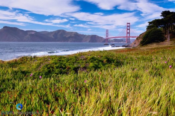 Golden Gate Bridge with Flowers
