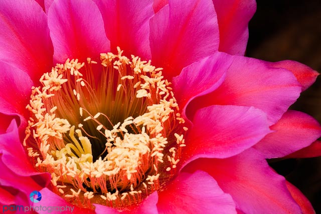 Tips for Photographing Desert&nbsp;Plants