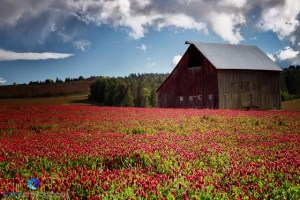 Barn Near Sherwood, OR