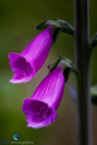 Foxgloves