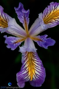 Wild Tenex Iris