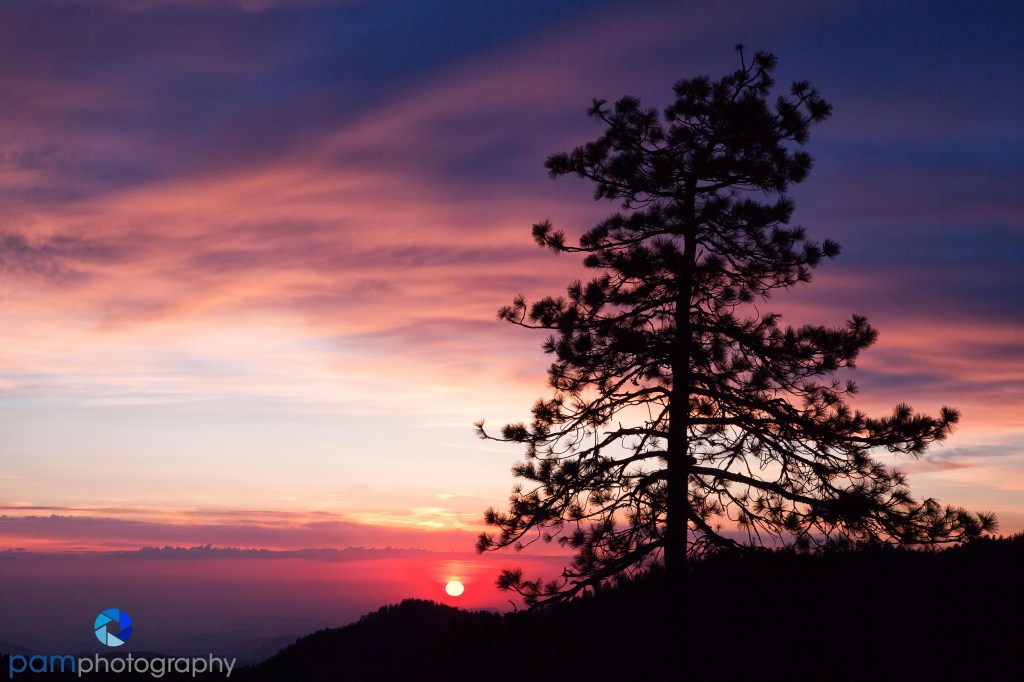 1105_PSA_Sequoia_029-Edit