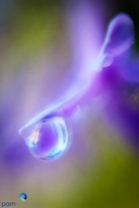 Color and shape - Dew drop on purple flower