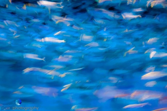 Subject Movement - Fish