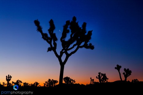 1003_PSA_Joshua Tree_015-Edit-2-Edit-Edit