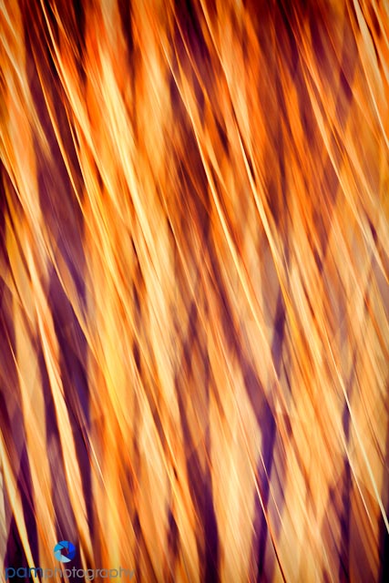 Abstract of River Reeds