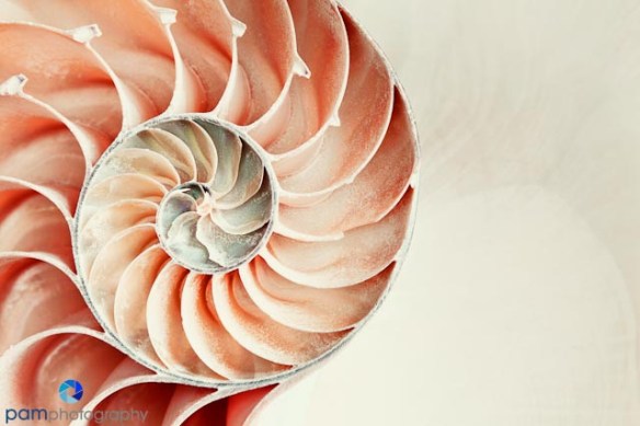 Inside of a nautilus shell