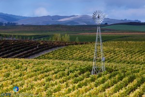 1011_PSA_napa_059-Edit-Edit-Edit-Edit-Edit