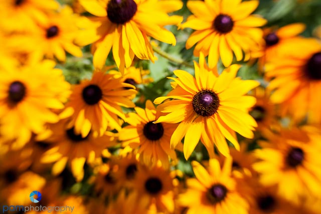 Project 52:  Week 12 – Working with one&nbsp;lens