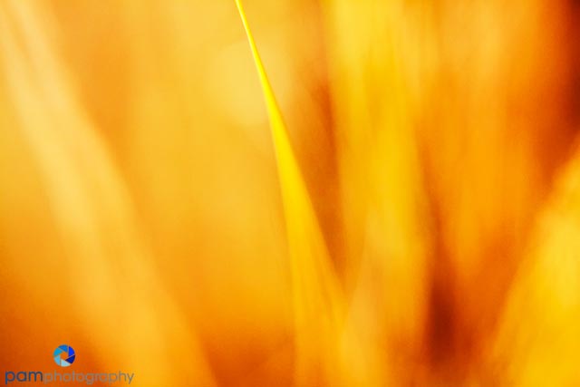 Project 52:  Week 15:  Photographing blades of grass to create natural&nbsp;abstracts