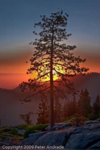 0907_PSA_Sequioa_155-Edit