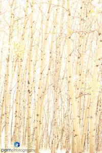 1209_MFA_mini_circle_058-Edit