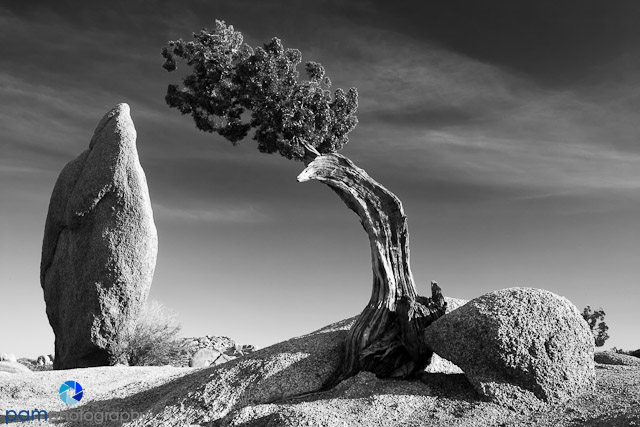 Look. See. Imagine. Create: The Power of Black and&nbsp;White