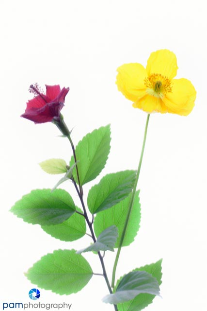 1301_MFA_Art Flwers_058-Edit