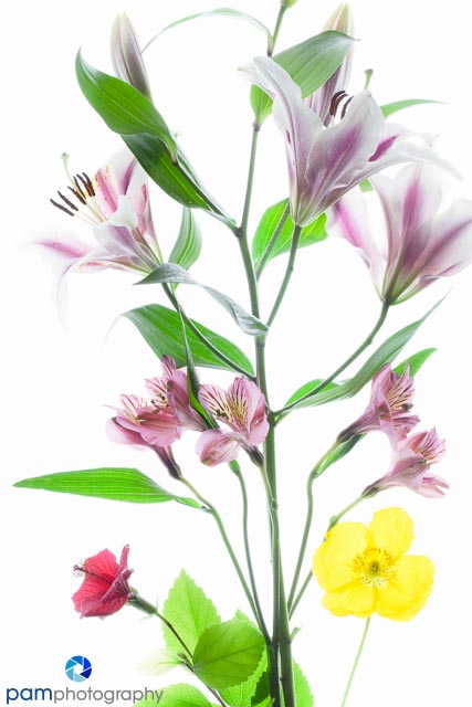 Photography Project 52:  Week 38 – Photographing Flowers Using&nbsp;High-Key