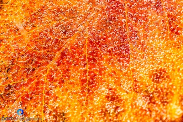 1301_MFA_Ice_021-Edit