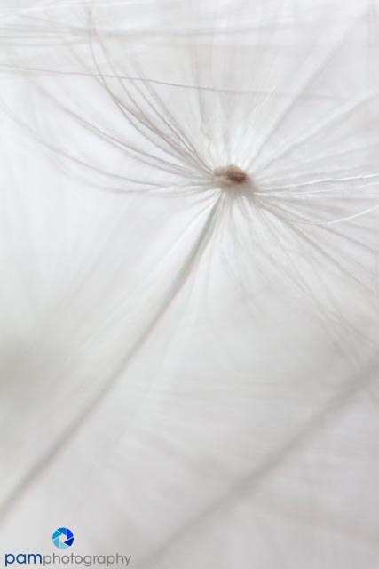 1304_MFA_Super Macro_037-Edit