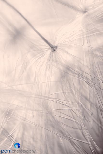 1304_MFA_Super Macro_043-Edit