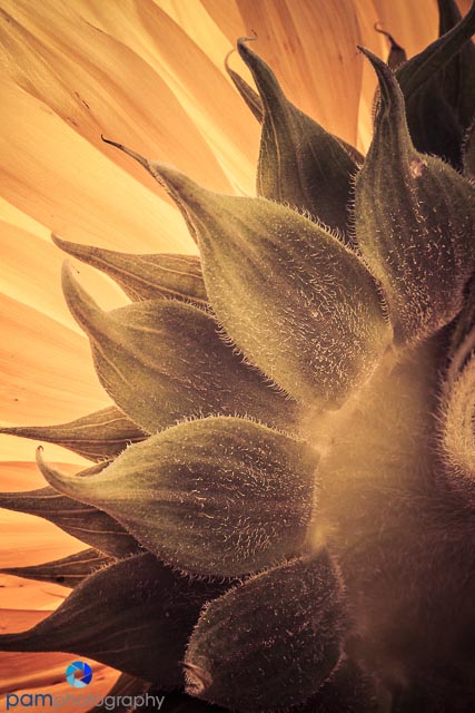 Photography Project:  Photographing the backs of&nbsp;flowers