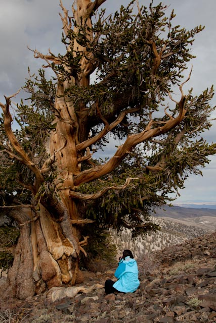 Mary under an ancient Bristlecone Pine, Whte Mountains, CA