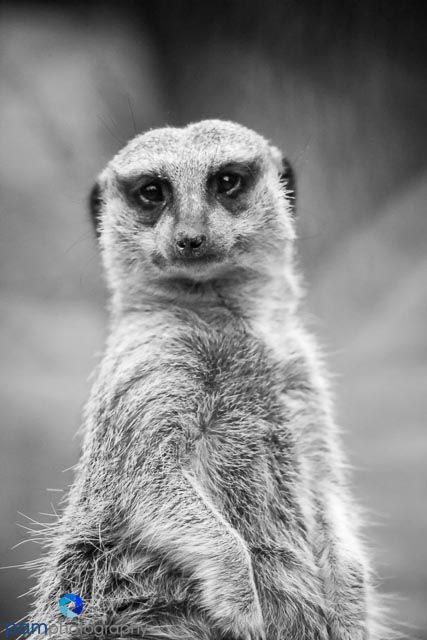 1305_MFA_Animals_018-Edit