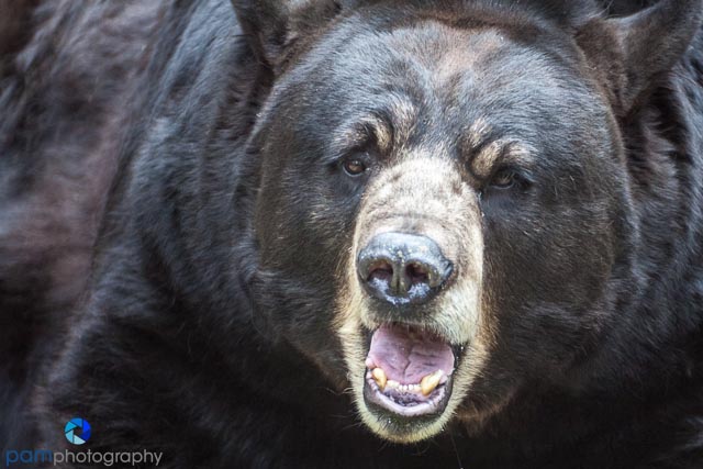 Photography Tips:  A Day at the LA&nbsp;Zoo