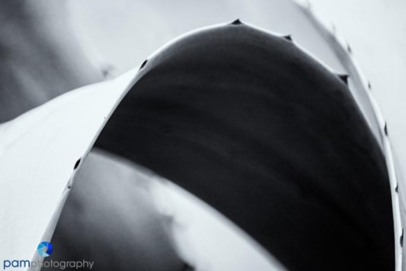 1305_MFA_Animals_151-Edit