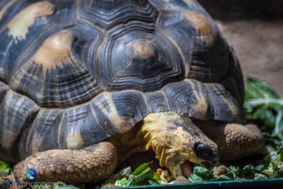 1305_MFA_Animals_205