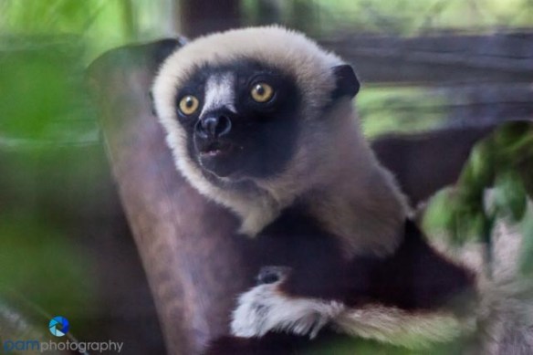 1305_MFA_Animals_225-Edit