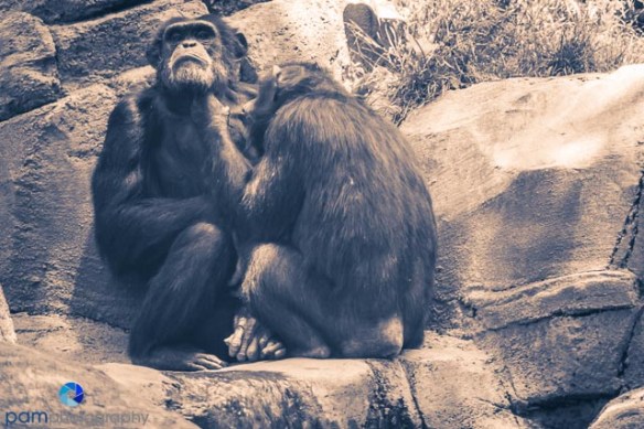 1305_MFA_Animals_261-2