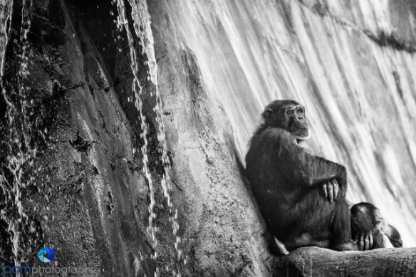 1305_MFA_Animals_273-2-Edit