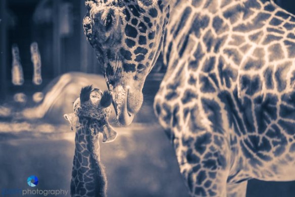 1305_MFA_Animals_295