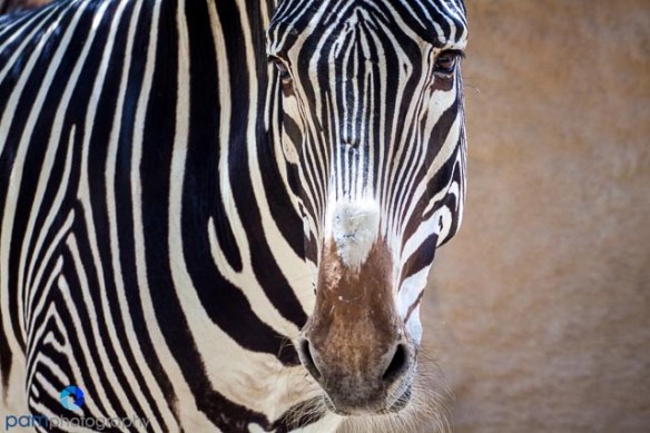 1305_MFA_Animals_407