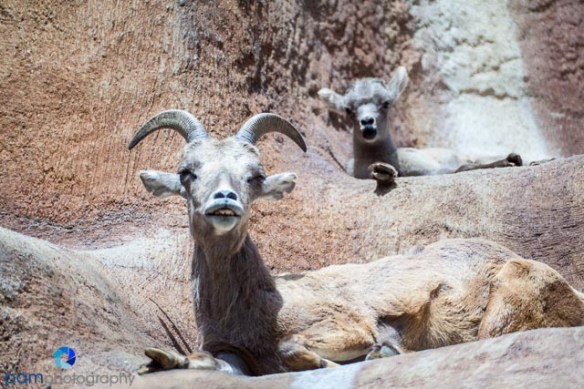 1305_MFA_Animals_458