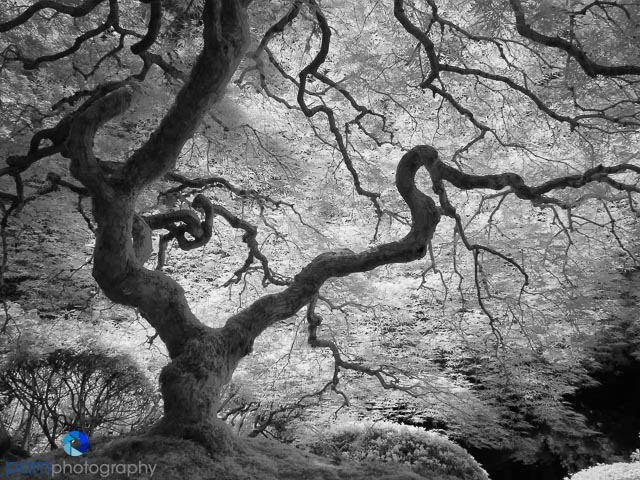 With all of its texture, the maple is great in color and black and white