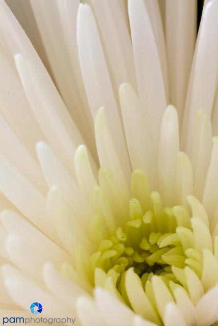 1304_MFA_Super Macro_007