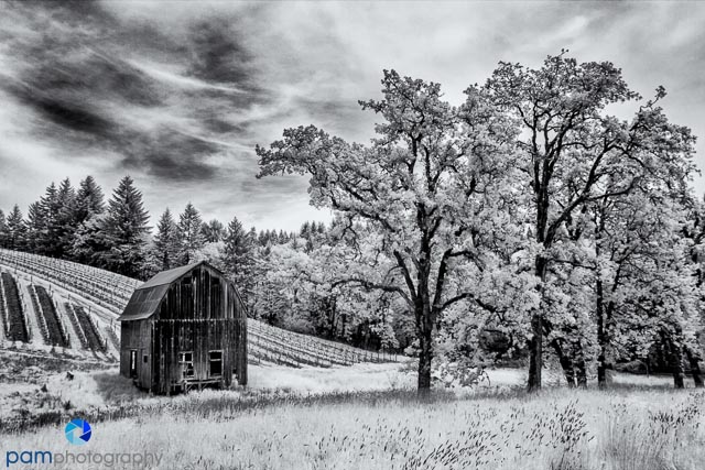 Why We Photograph in Infrared: Look. See. Imagine.&nbsp;Create
