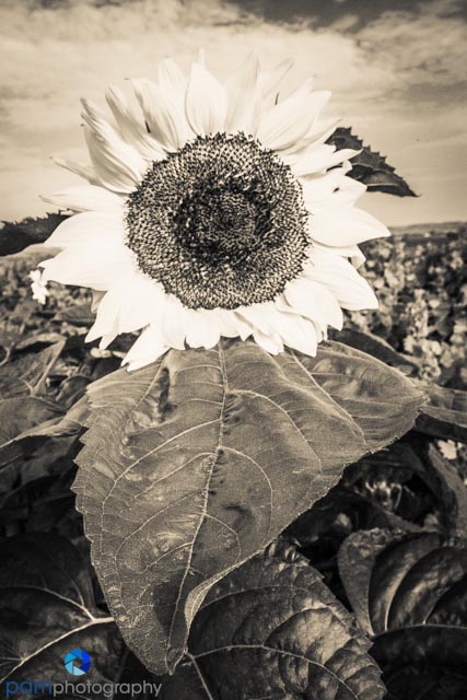 Breaking a common photography rule:  when to convert to black and&nbsp;white