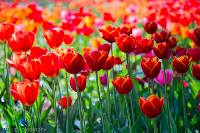 Photographing the Descanso Gardens in La Canada Flintridge,&nbsp;CA