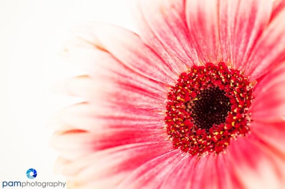 1310_MFA_Flowers_001