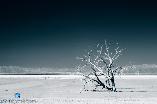 Look.  See.  Imagine.  Create:  Salton Sea in&nbsp;Infrared