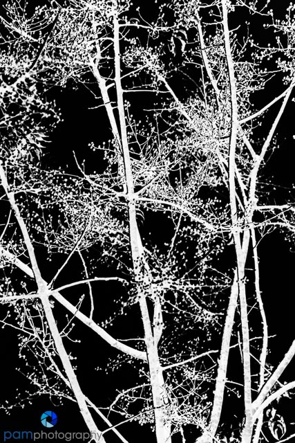 1311_MFA_Napa_044-Edit