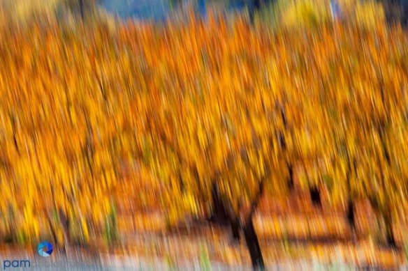 1311_MFA_Napa_129-Edit