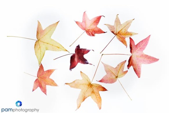 1311_MFA_Leaves_005-Edit