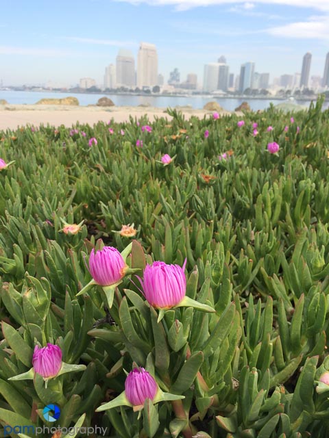 Iphone project 365:  Using the&nbsp;Olloclip