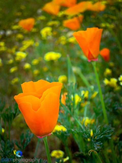 1403_MFA_flowers_509