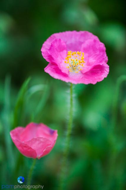 1404_MFA_Flowers_006