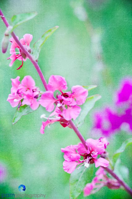 1404_MFA_Flowers_013-Edit