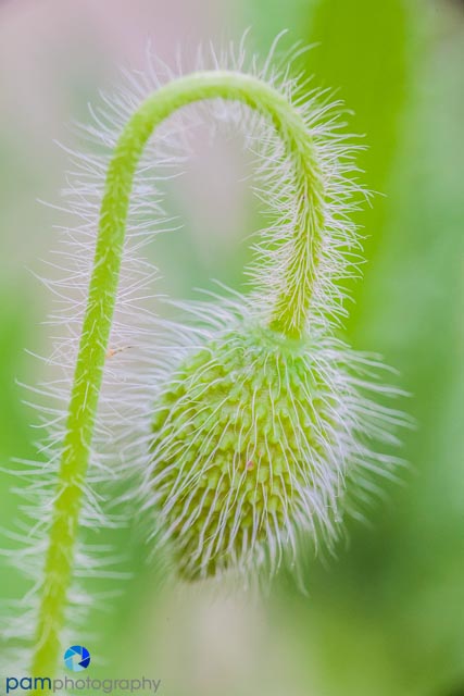 1404_MFA_Flowers_026